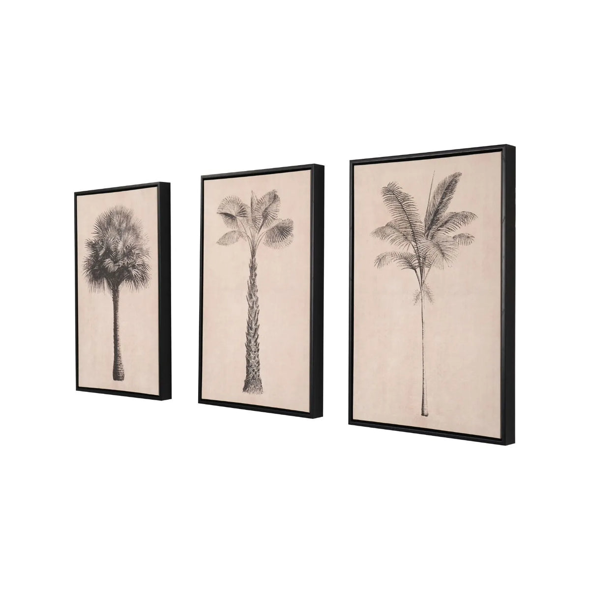 Set of 3 Neutral Beige & Black Framed Palm Tree Canvas Prints with Vintage Botanical Illustrations – Triptych Artwork 60x40x4cm angled view showing all three coordinating palm tree designs and the depth of their black frames | Click Style