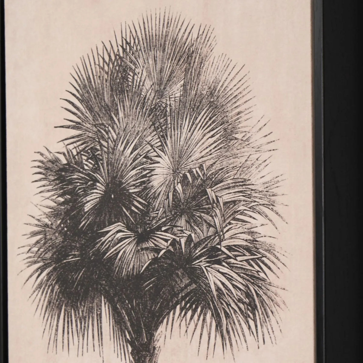 Set of 3 Neutral Beige & Black Framed Palm Tree Canvas Prints with Vintage Botanical Illustrations – Triptych Artwork 60x40x4cm close-up showing densely layered black palm fronds and vintage botanical sketch detailing | Click Style