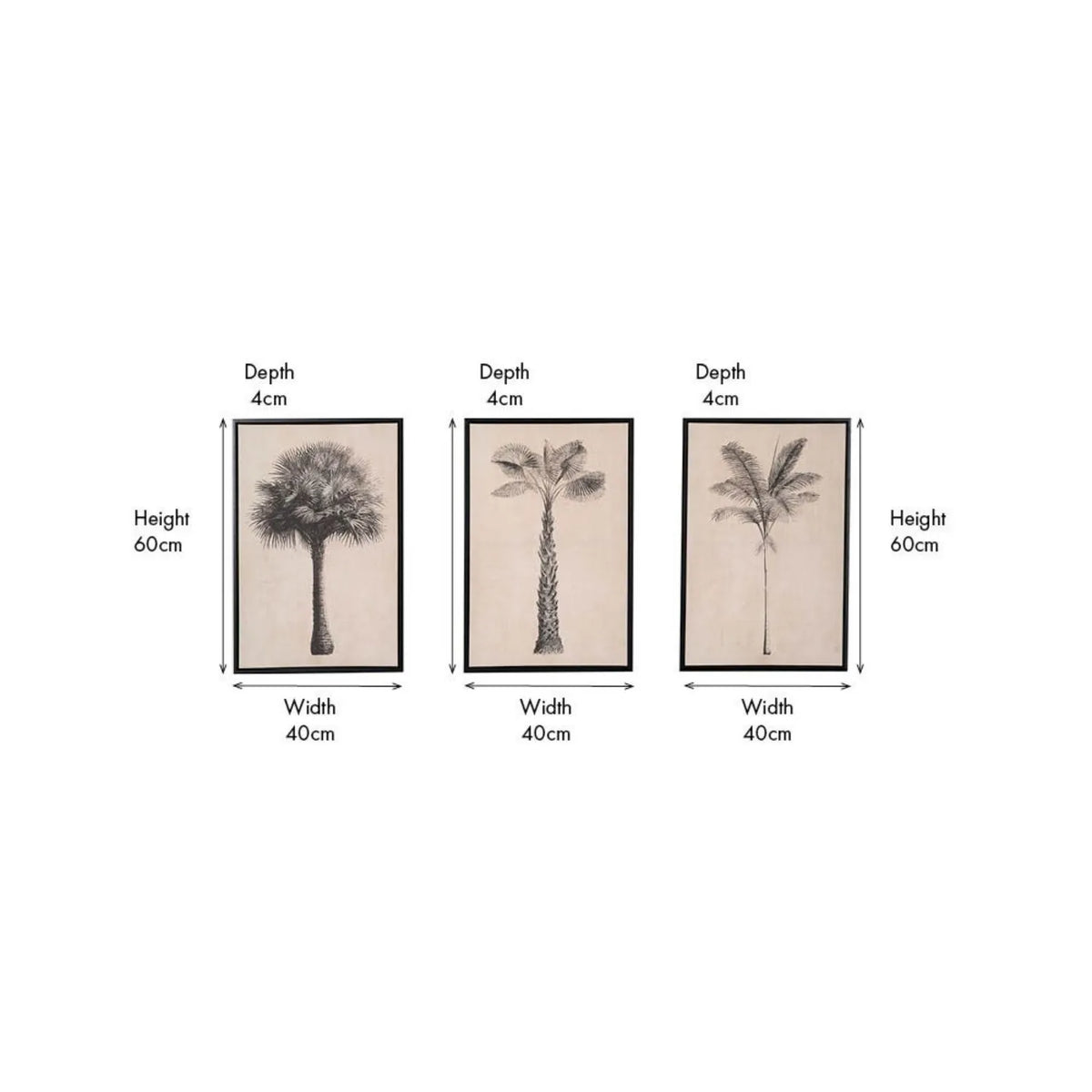 Set of 3 Neutral Beige & Black Framed Palm Tree Canvas Prints with Vintage Botanical Illustrations – Triptych Artwork 60x40x4cm dimensions diagram showing each framed canvas measures 60cm high 40cm wide and 4cm deep | Click Style
