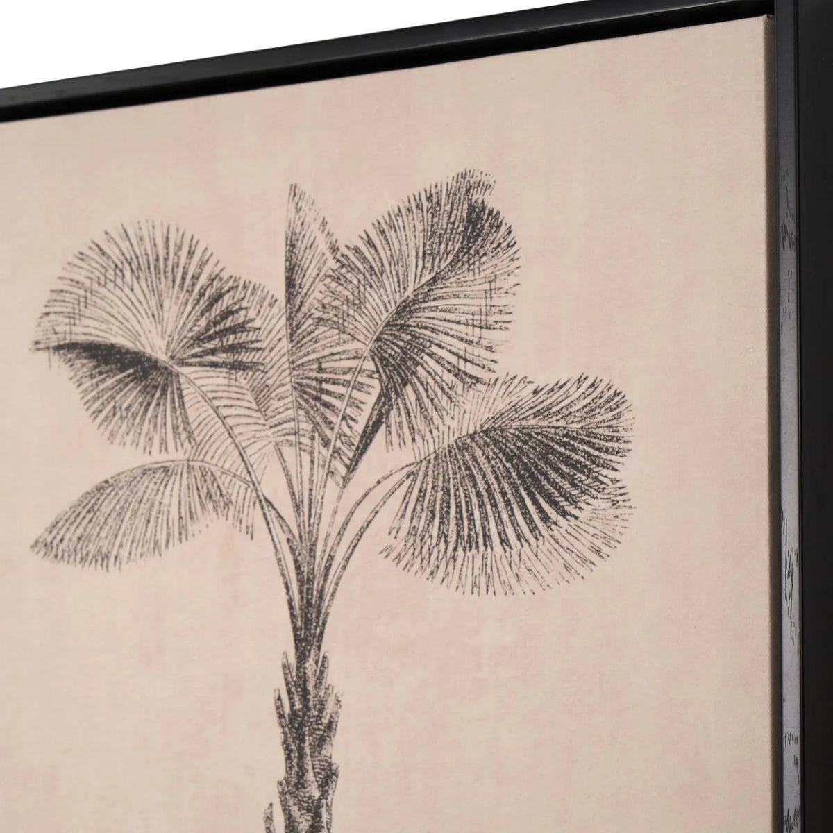Set of 3 Neutral Beige & Black Framed Palm Tree Canvas Prints with Vintage Botanical Illustrations – Triptych Artwork 60x40x4cm close-up of broad fan-shaped palm leaves with fine black botanical linework and slim black frame | Click Style