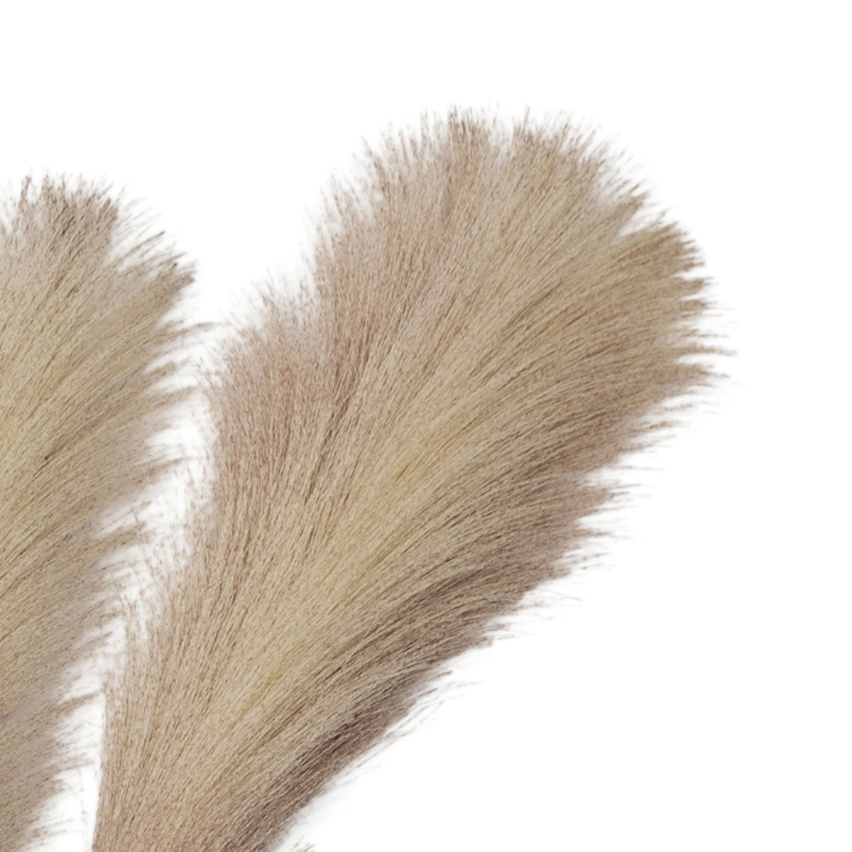 Artificial Blush Feather Pampas Grass Bunch of 5 Stems– Click Style