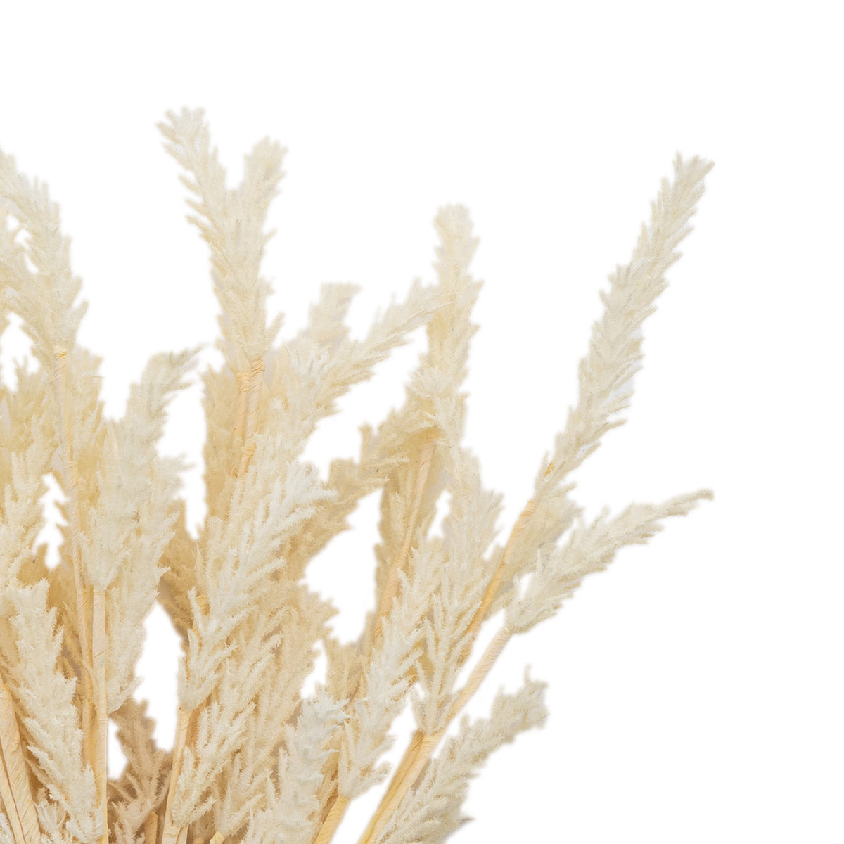 Artificial Dried Cream Pampas Grass Bunch of 9 Stems– Click Style