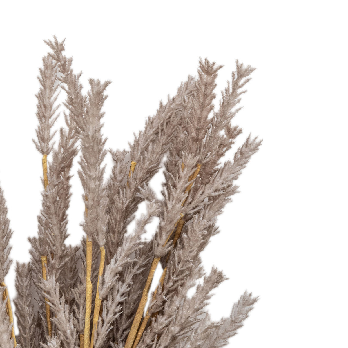 Artificial Dried Moleskin Pampas Grass Bunch of 9 Stems– Click Style