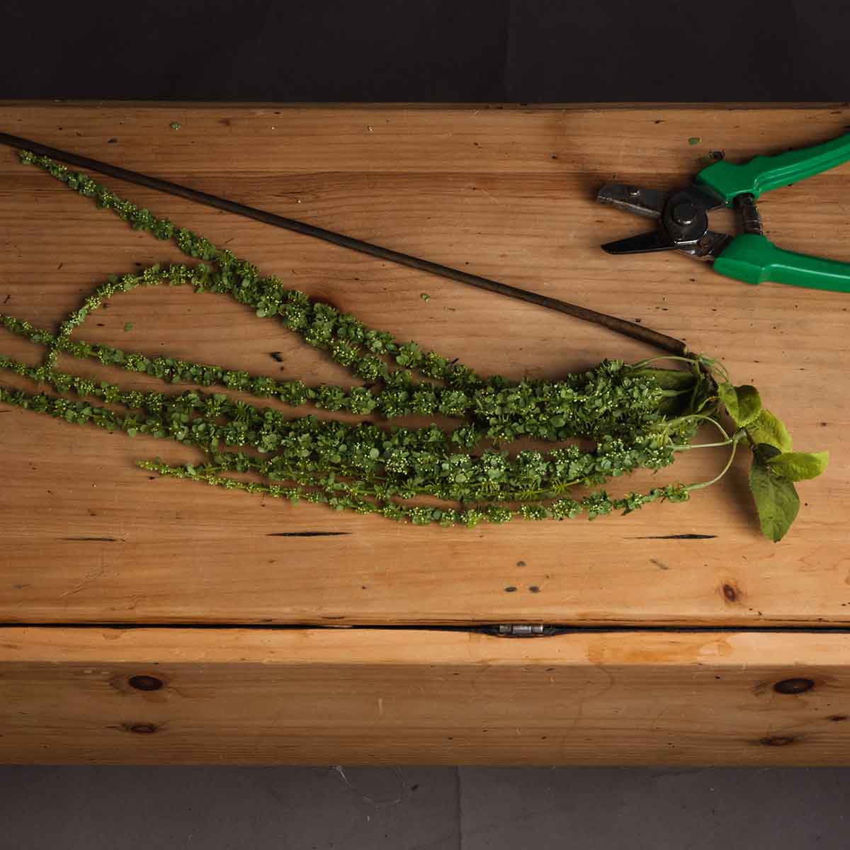 Artificial Green Amaranthus Stem – Click Style