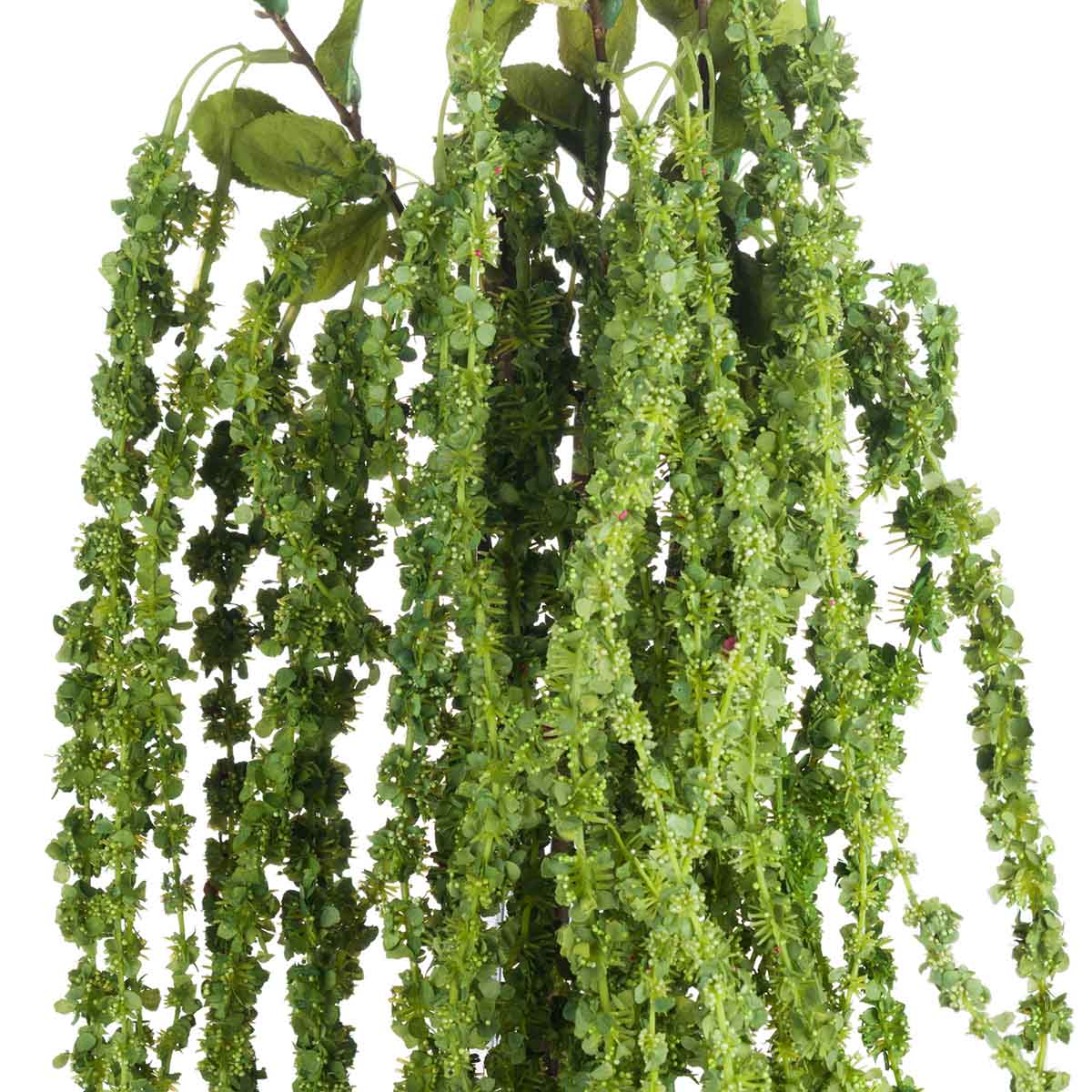 Artificial Green Amaranthus Stem – Click Style