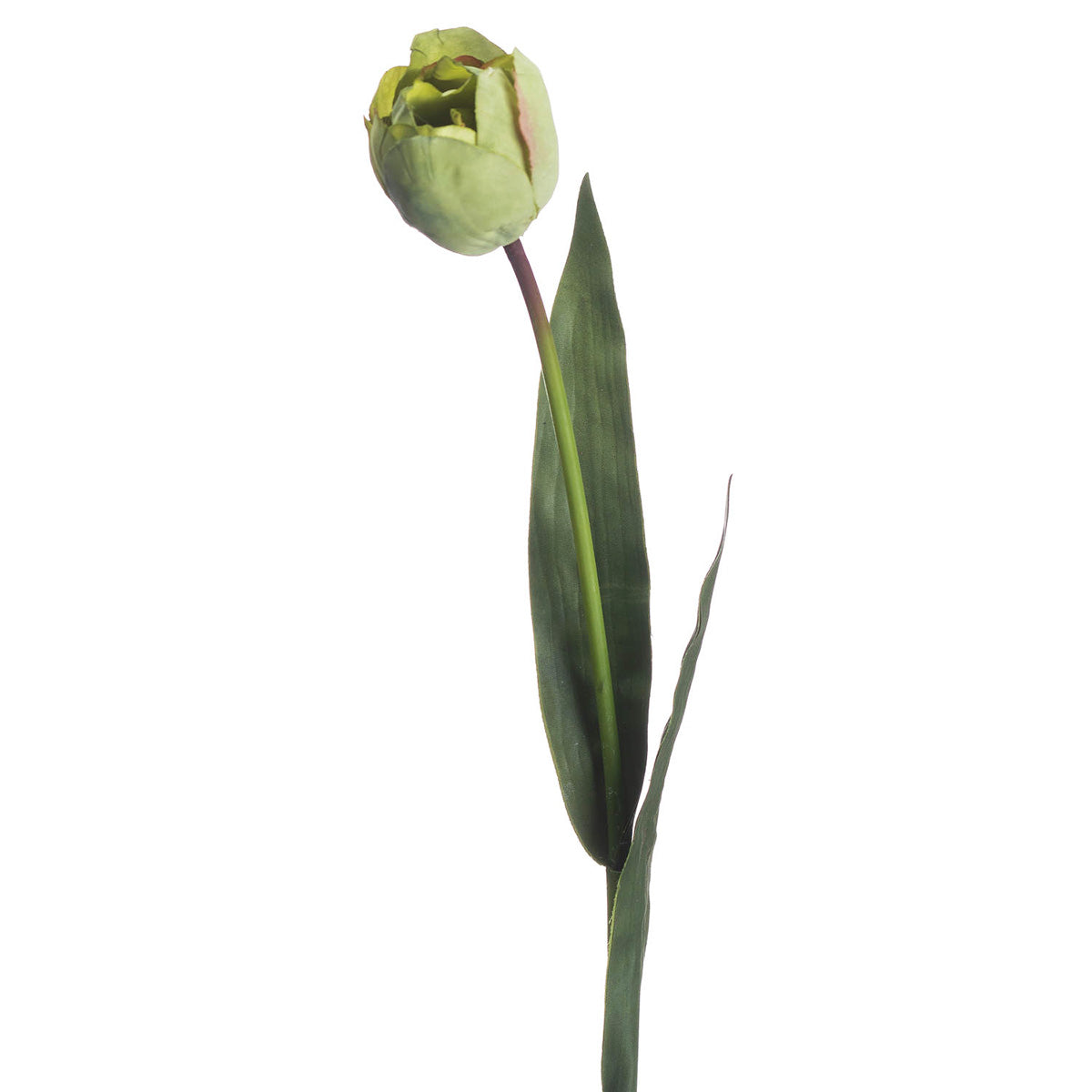 Artificial Green Tulip Stem – Click Style