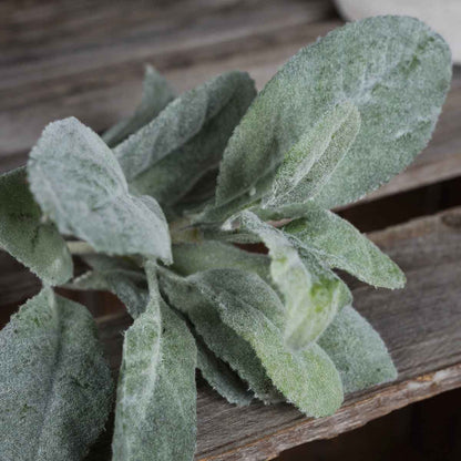 Artificial Lambs Ear Spray – Click Style