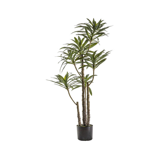 Artificial Large Yucca in Ceramic Pot 122x71cm – Click Style