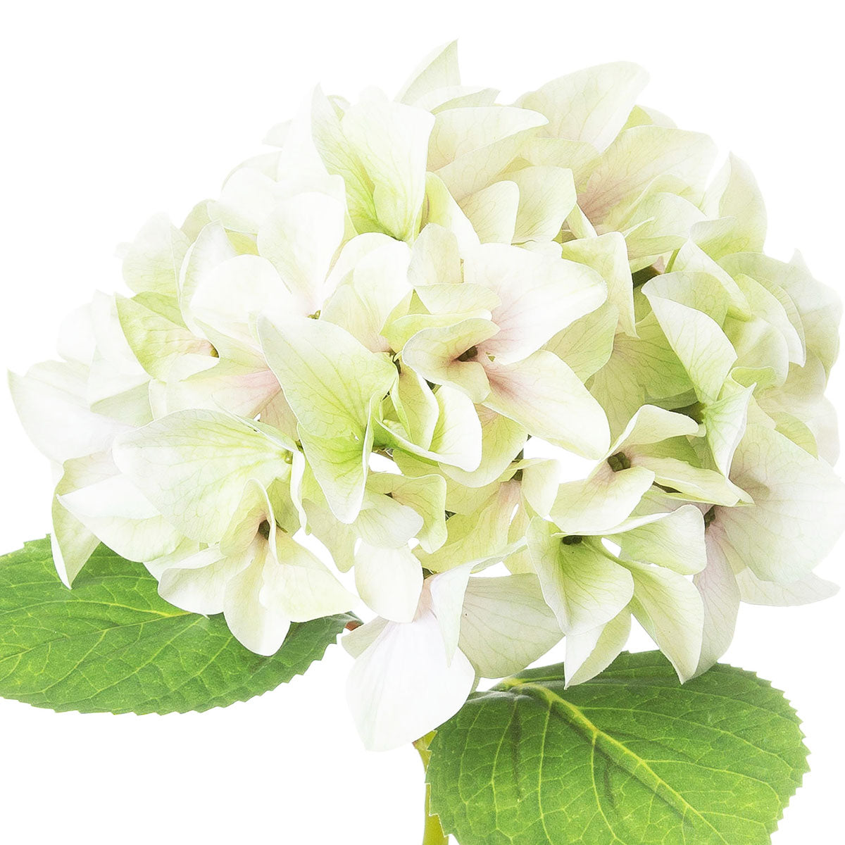 Artificial Pale Green Hydrangea Stem – Click Style