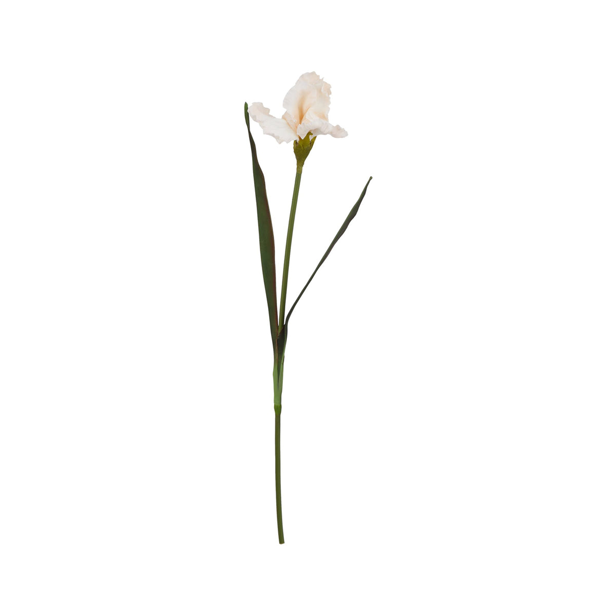 Artificial Pale Peach Fringed Iris Stem – Click Style