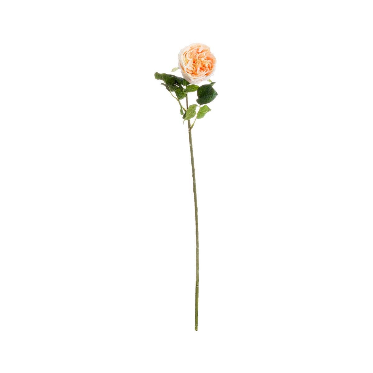 Artificial Peach Portland Rose Stem – Click Style