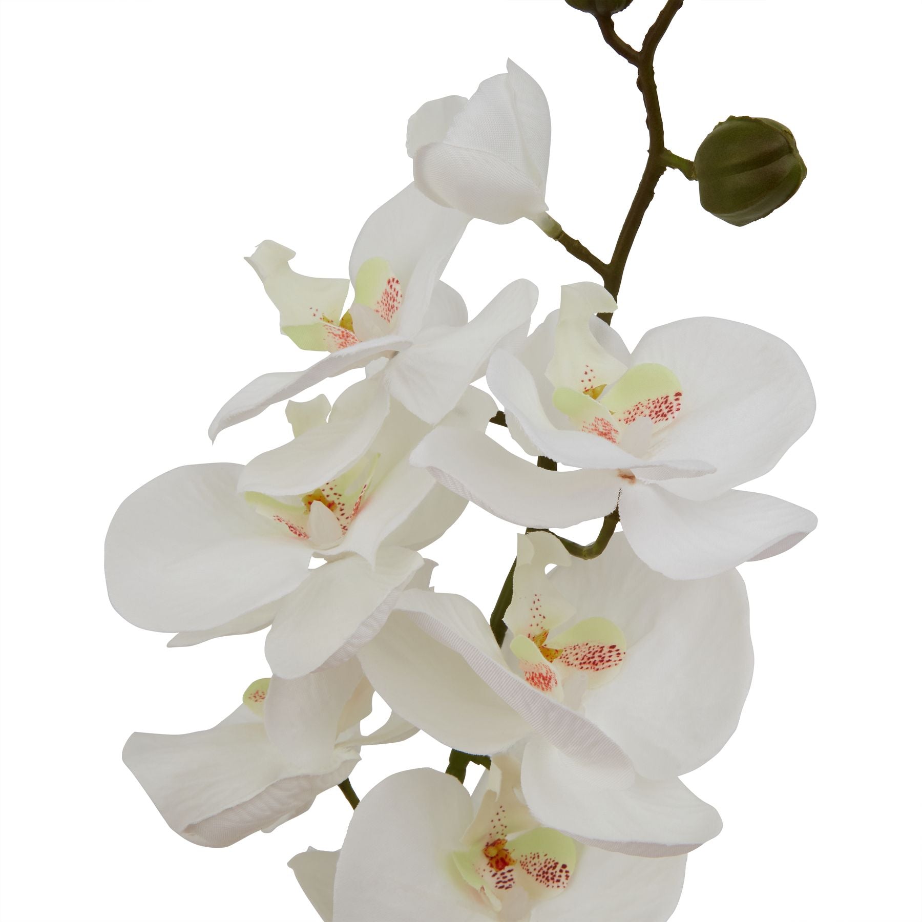 Artificial Phalaenopsis Orchid Stem – Click Style