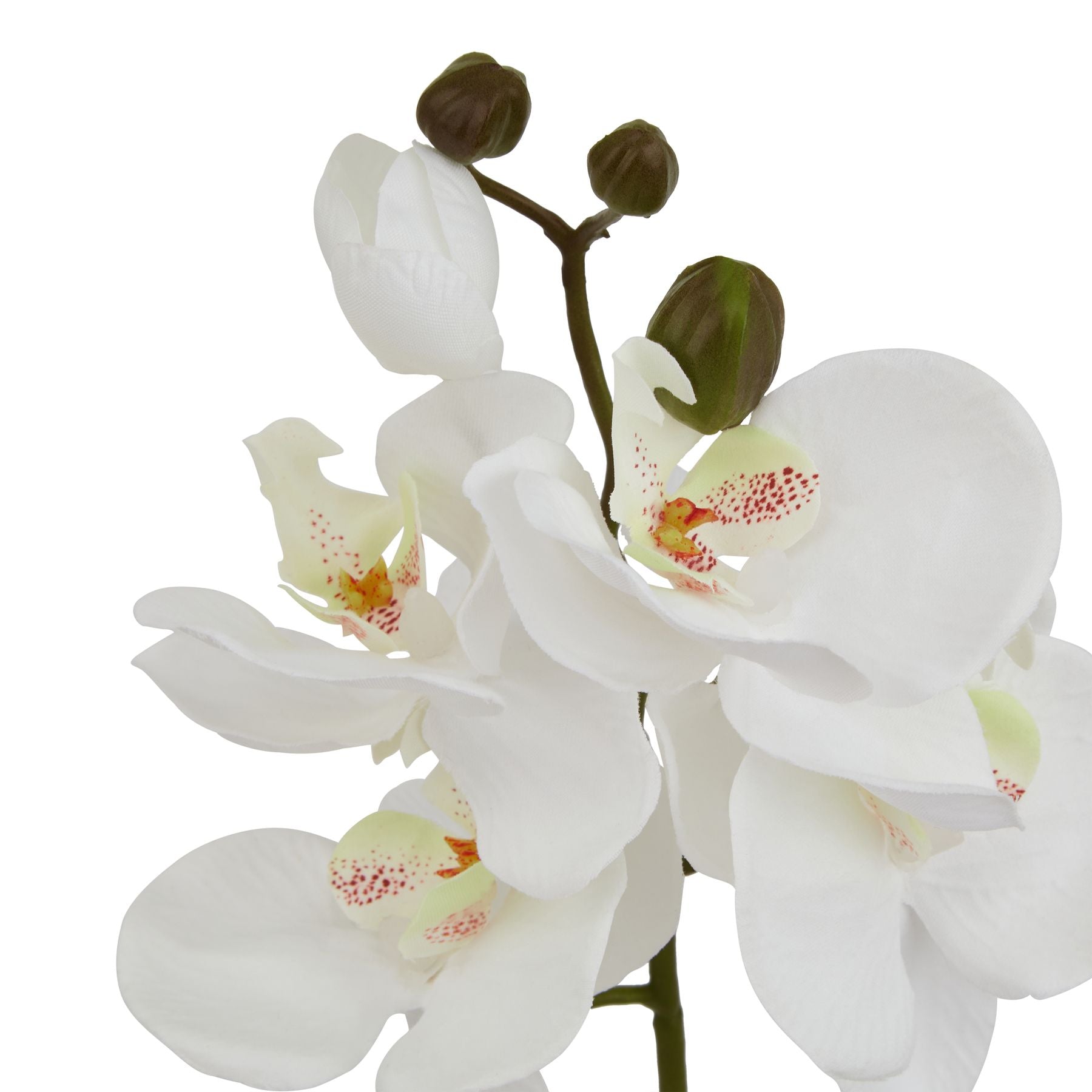 Artificial Short White Phalaenopsis Orchid Stem – Click Style