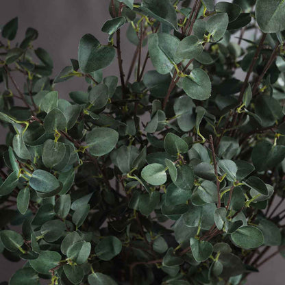 Artificial Tall Eucalyptus Cinerea Stem – Click Style