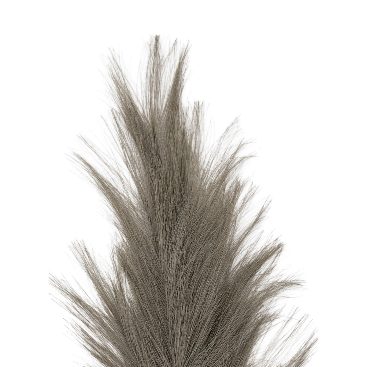 Artificial Tall Fluffy Grey Feather Pampas Grass Bunch of 3 Stems– Click Style