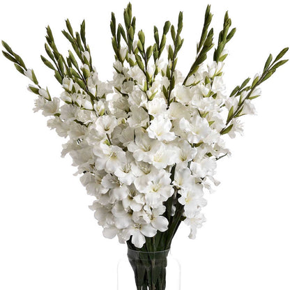 Artificial Tall White Gladiolus Stem – Click Style