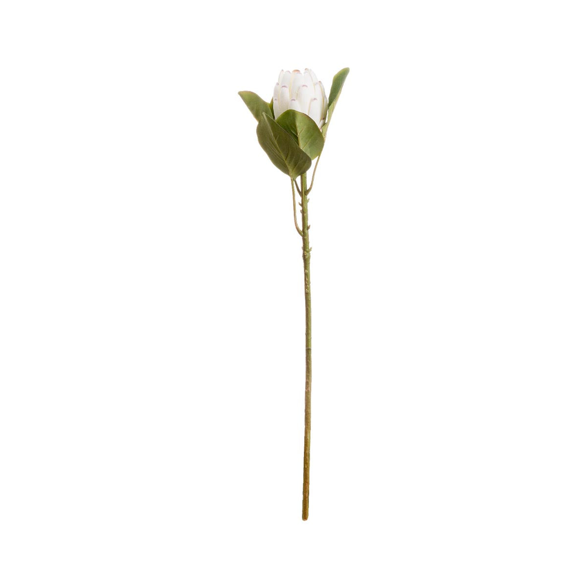 Artificial White Closed Protea Stem – Click Style