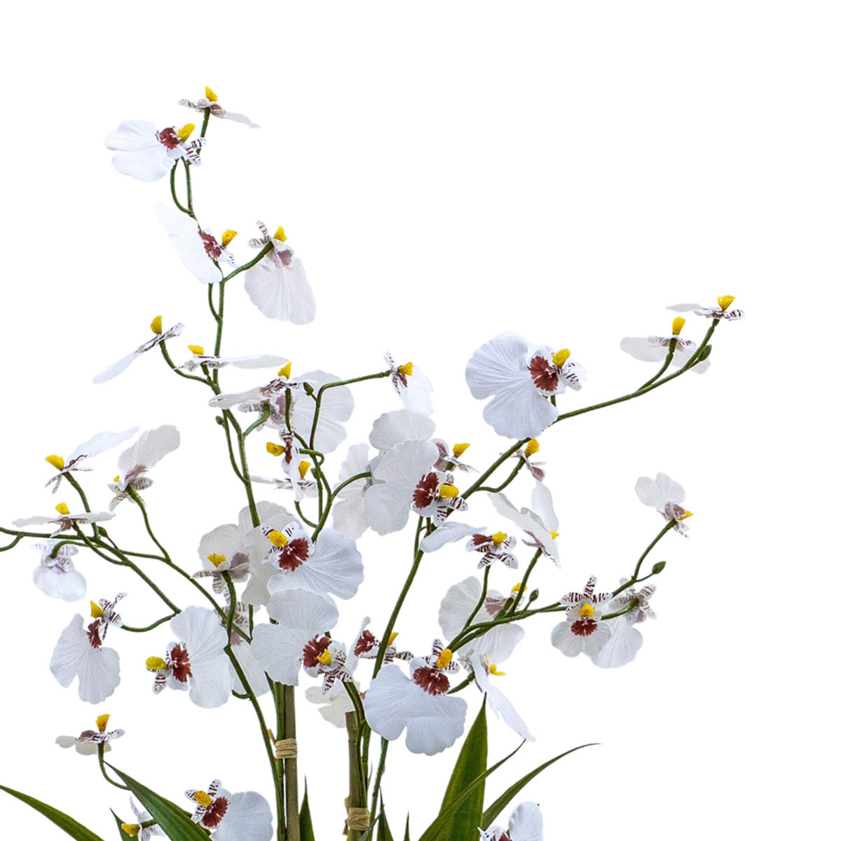 Artificial White Oncidium Orchid with realistic flowers - Click Style