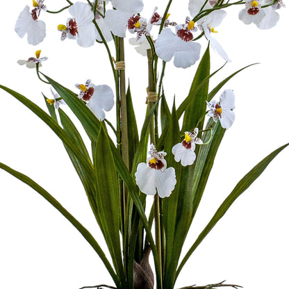 Artificial White Oncidium Orchid with realistic leaves and stems - Click Style