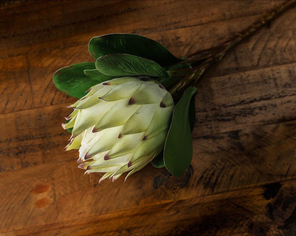 Artificial White Protea Stem – Click Style