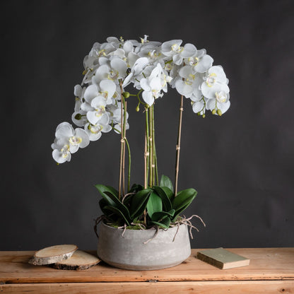 Large White Orchid Displayed in a Stone Pot